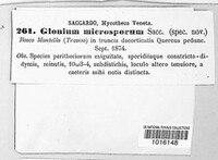 Glonium microsporum image